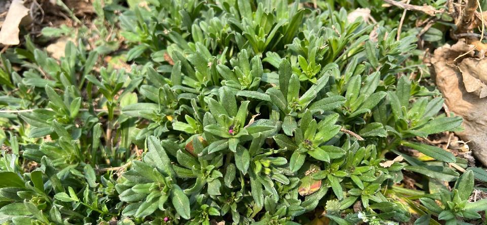 春天最该吃的不是荠菜而是田紫草蒸一蒸就上桌营养好吃不上火