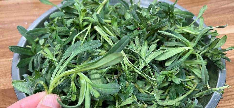 春天最该吃的不是荠菜而是田紫草蒸一蒸就上桌营养好吃不上火