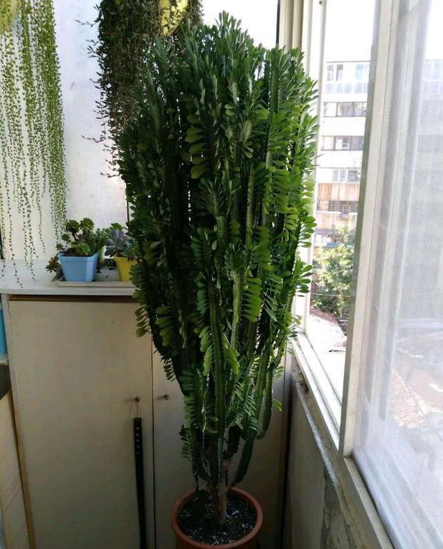 养龙骨3多1短很给力,长出九柱形,窜屋顶3米高,威