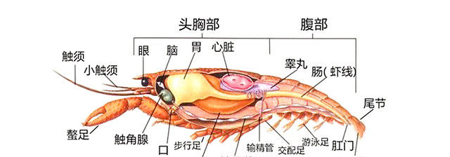 在小龙虾的虾头里,除了虾黄以外,还包含了绝大多数的内脏组织