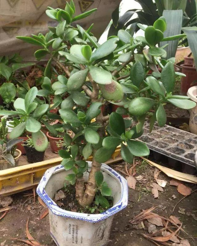 给玉树造个型给它剪剪头养分憋一憋老桩长成胳膊粗