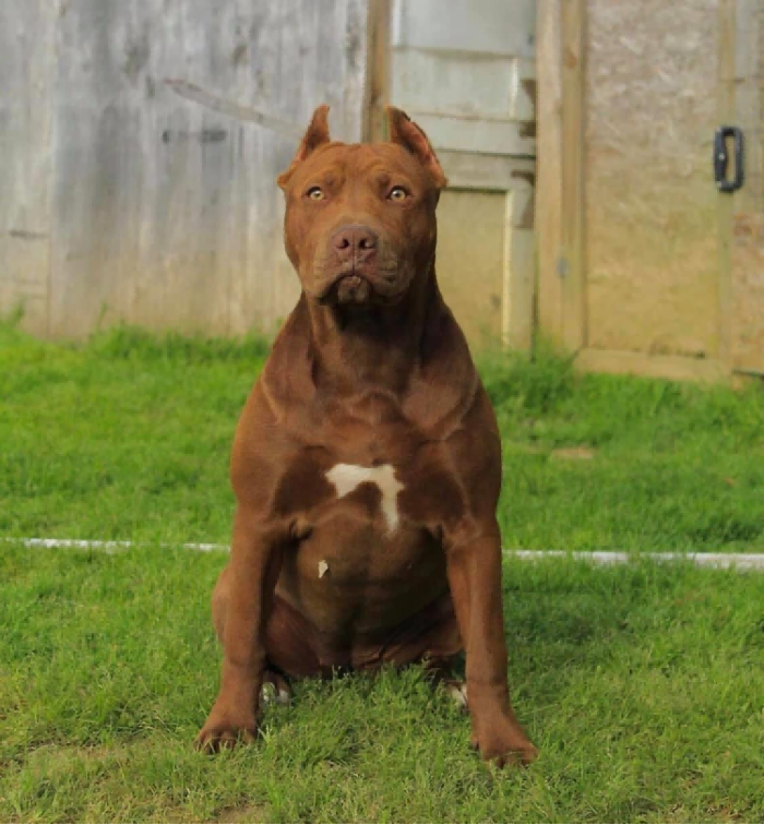 红鼻子比特犬和老家红鼻有什么关系它们有何进化历史