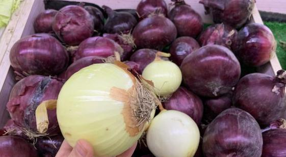 喜欢吃洋葱的要多留心了我也是刚知道赶快和身边朋友说下