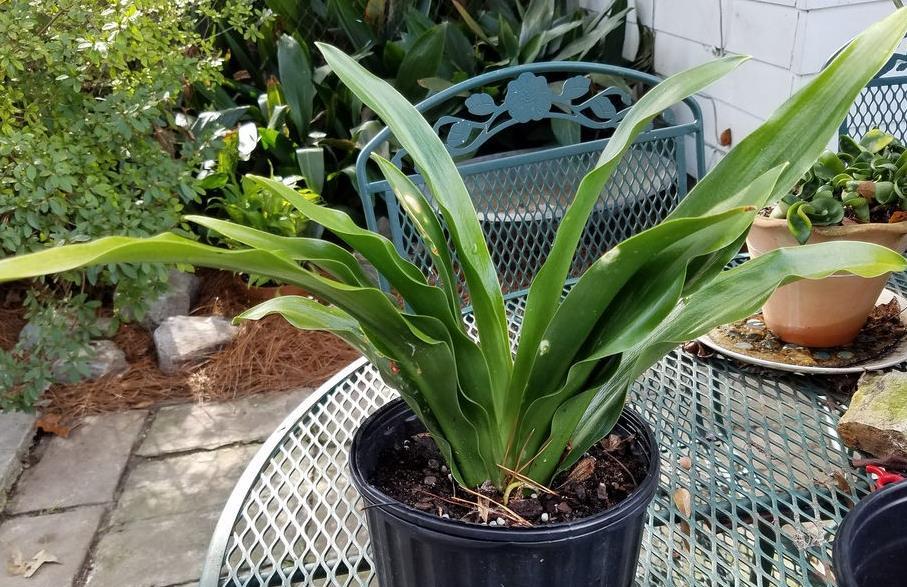 万年青施肥学问这种元素真的很重要