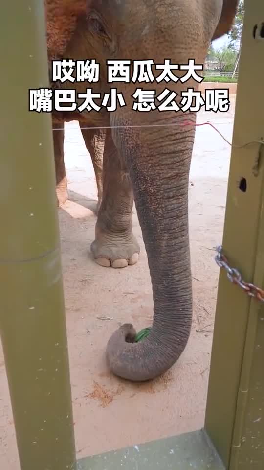 大象吃西瓜，一“jio”能解决的事情，都不算事