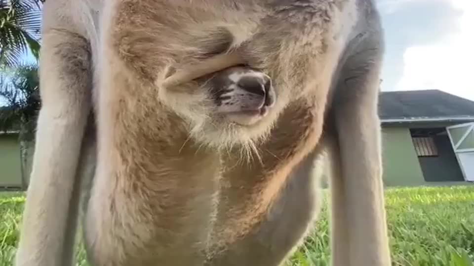 袋鼠袋鼠肚子上的袋子口松紧带做的吧收缩度那么好