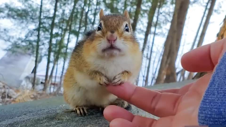 女子野外遇到小松鼠,忍不住上去摸了摸,松鼠的反应太逗