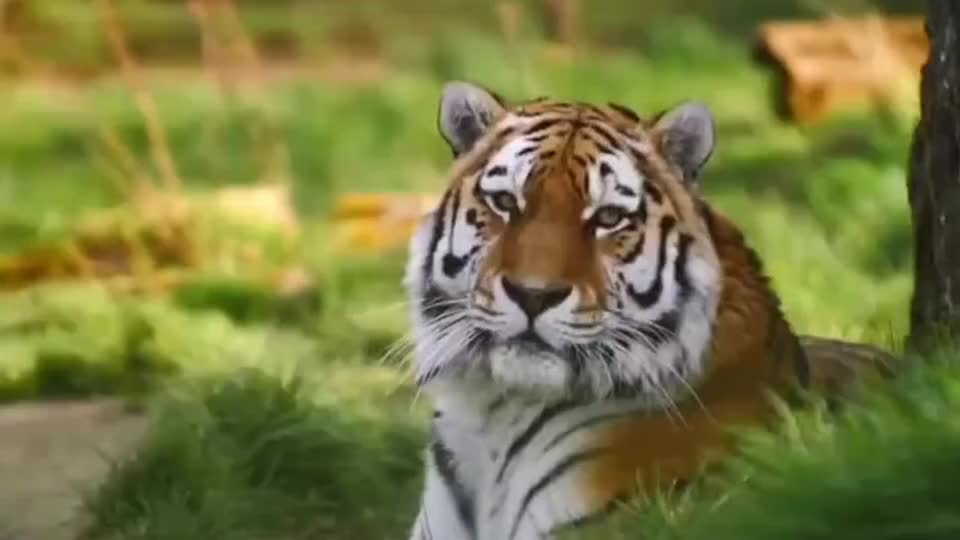 这老虎一点都不凶还很可爱