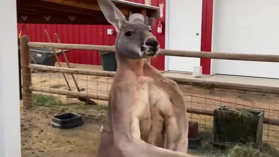 男人强行和袋鼠掰手腕袋鼠反应太搞笑袋鼠小样就你