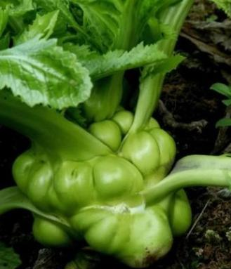 茎用荠菜的别称有茎瘤芥,包包菜,棒菜,羊角菜,榨菜,青菜头等,是一种