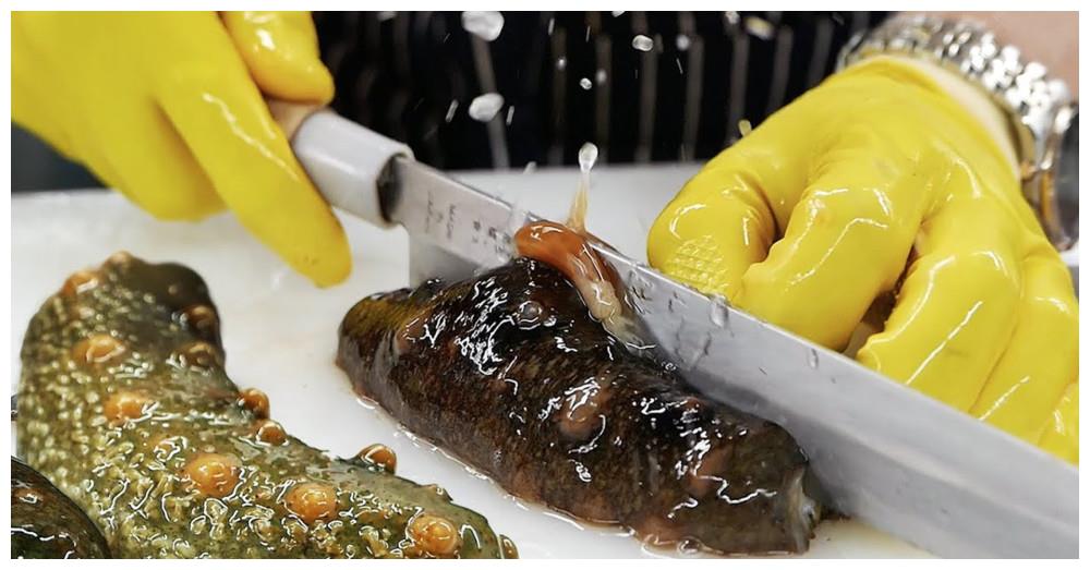 韩国人真敢吃比手臂还粗的海参切块直接生吃