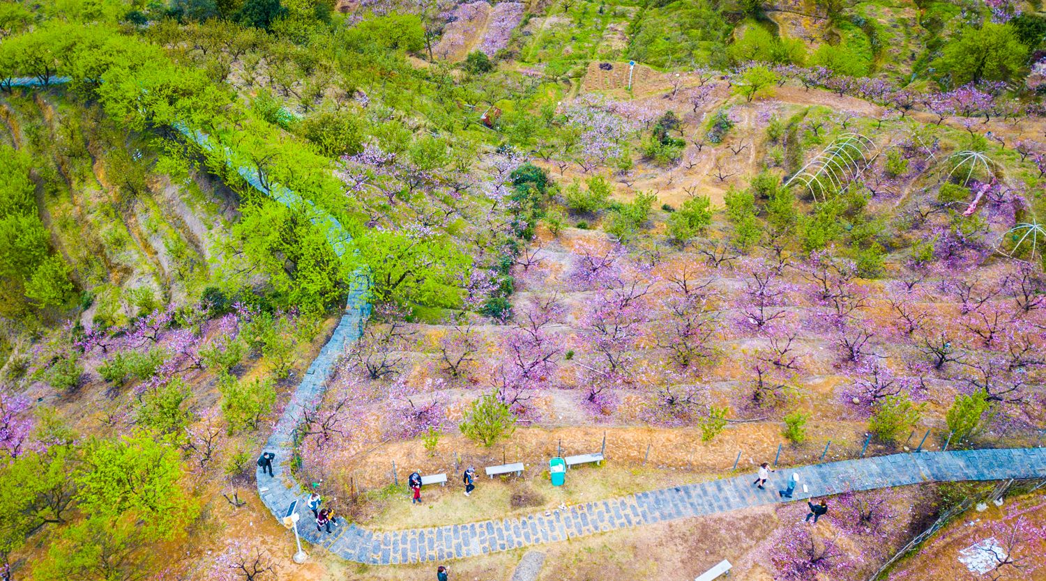 桃花谷,不收高速费,不收停车费,不收门票