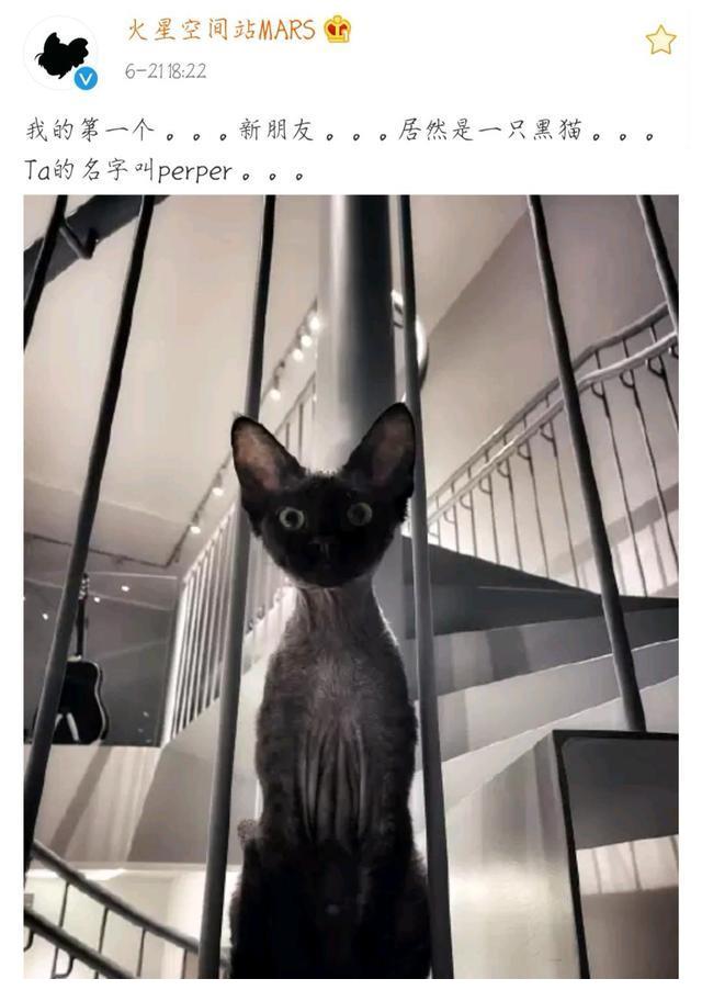 华晨宇的黑猫perper成功出圈!地球猫竟意外成为好运锦鲤?