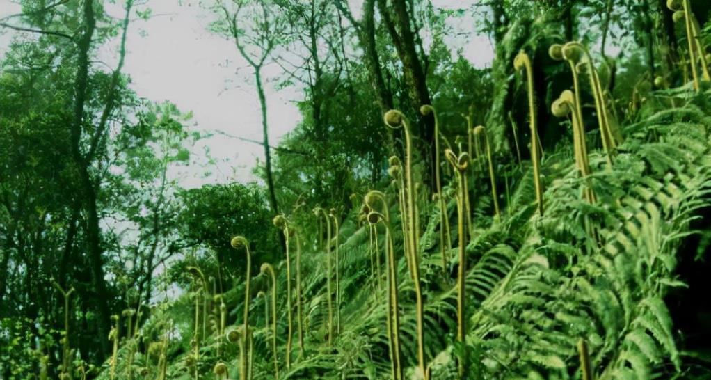 但是大家在采摘蕨菜的时候要注意,不是所有蕨菜都可以食用.