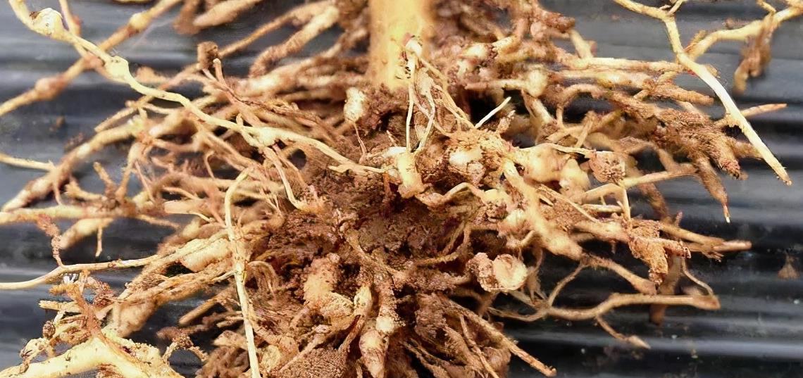 辣椒深受根结线虫危害,弄清楚发病症状,及早防控最有效_高清图集_新浪