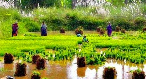 同样是人口大国,为何中国满世界买粮食,而印度向全世界出口粮食休闲区蓝鸢梦想 - Www.slyday.coM 同样是人口大国,为何中国满世界买粮食,而印度向全世界出口粮食休闲区蓝鸢梦想 - Www.slyday.coM