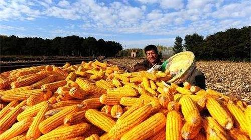 同样是人口大国,为何印度向全世界出口大米,而中国满世界买大米休闲区蓝鸢梦想 - Www.slyday.coM 同样是人口大国,为何印度向全世界出口大米,而中国满世界买大米休闲区蓝鸢梦想 - Www.slyday.coM