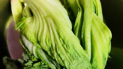 婆婆传统腌酸菜做法,简单好学,味道正宗,而且还不容易生白花!休闲区蓝鸢梦想 - Www.slyday.coM 婆婆传统腌酸菜做法,简单好学,味道正宗,而且还不容易生白花!休闲区蓝鸢梦想 - Www.slyday.coM