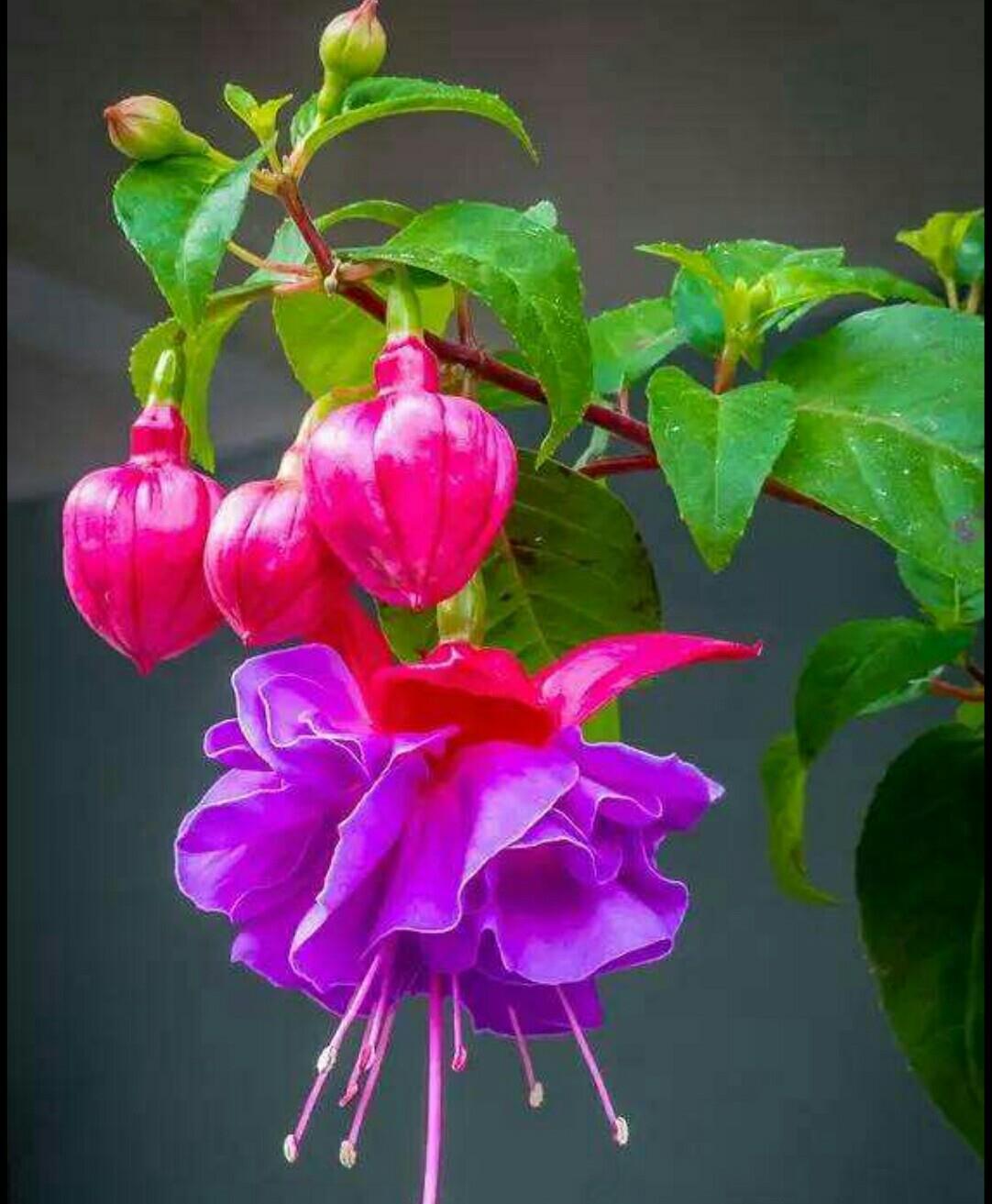 漂亮的"灯笼花",好看又好养,让你家阳台挂满"小灯笼"_高清图集_新浪网