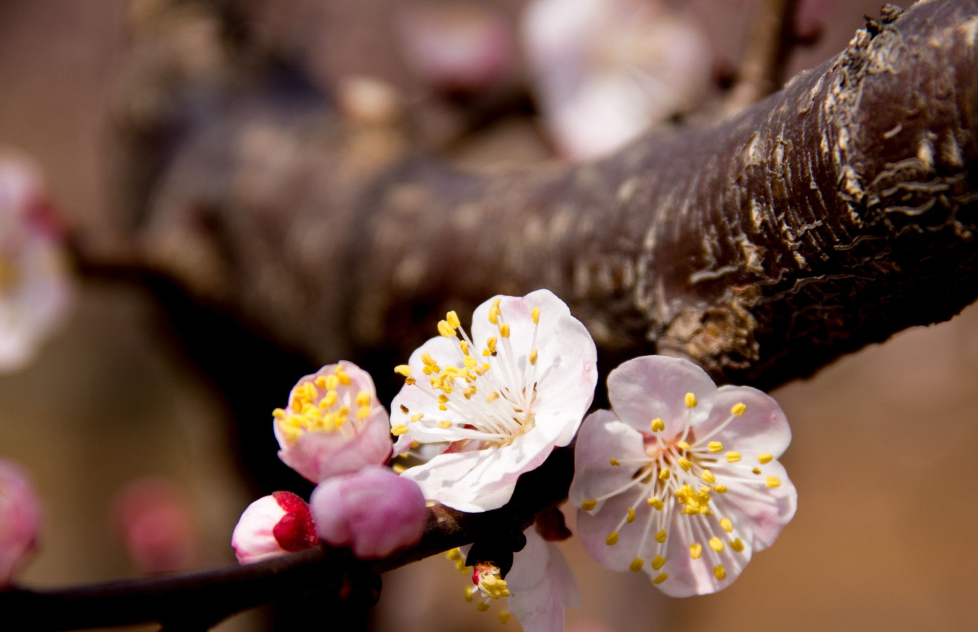 杏花开了,春天来了