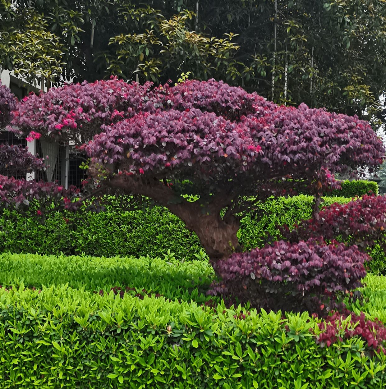 红花檵木:干枝古老苍劲如松树,叶儿姹紫嫣红似春花