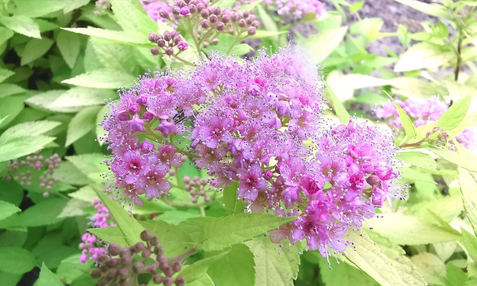 邂逅在夏日娇美的花 粉花绣线菊