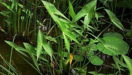 北方人直接扔掉它，南方人却当块宝，香辣开胃，还能保护牙齿！休闲区蓝鸢梦想 - Www.slyday.coM