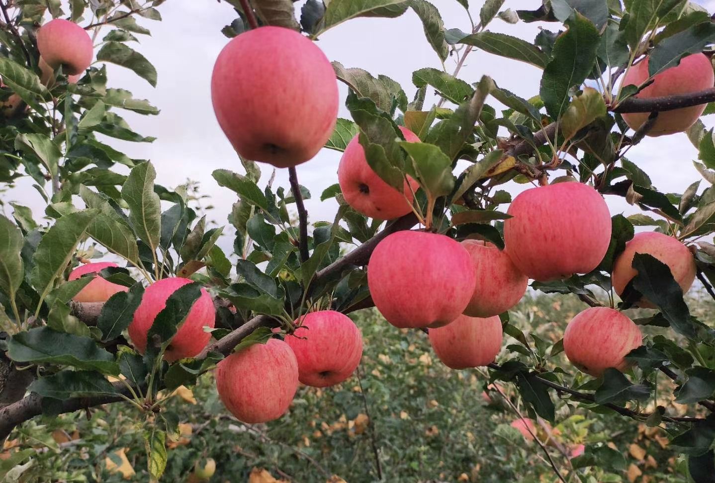 8月嘎啦果即将下树,快来品尝美味!