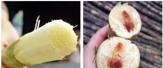哪个更好吃?不懂你的甘蔗白吃了|甘蔗|紫皮|懂你_新浪新闻