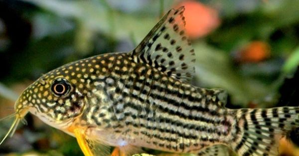 金翅珍珠鼠鱼,活泼好动温柔可爱,是一种非常讨喜的观赏鱼!