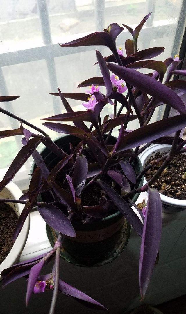 紫竹梅超好养掐个枝插土里一夏天长满一大片