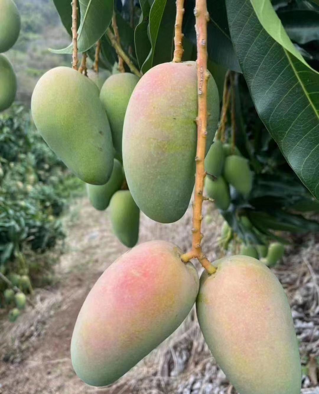 一树的青芒果,太美味了也_高清图集_新浪网