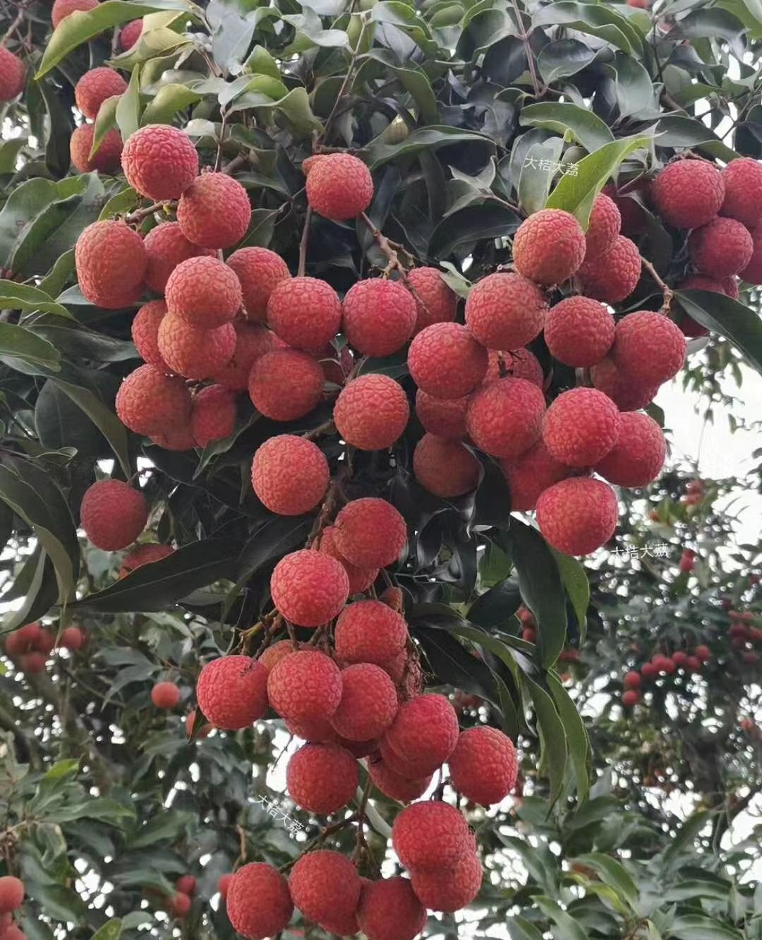 正当家乡茂名高州荔枝节