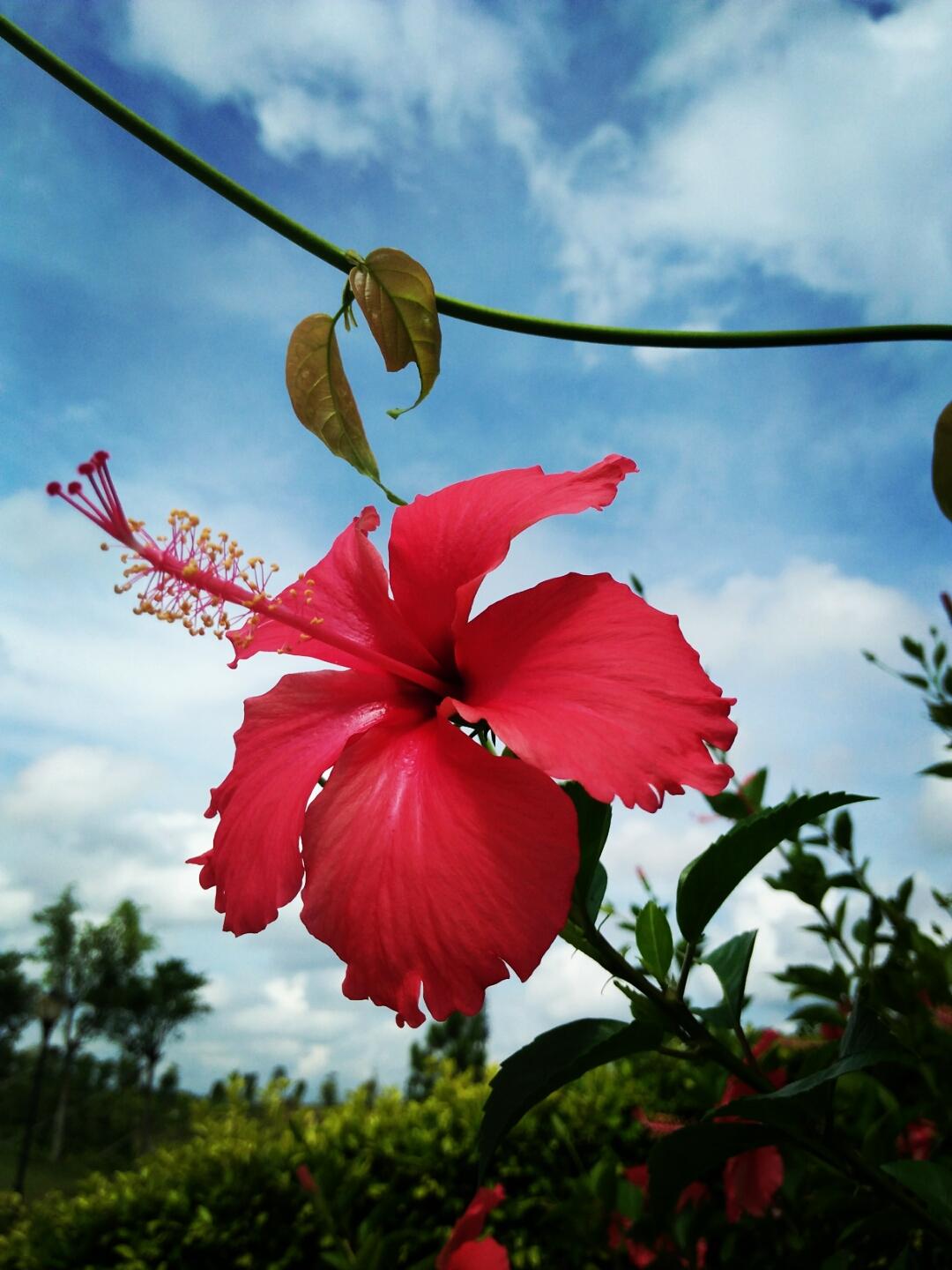 朱瑾的品种特点养护要注意哪些养好朱瑾看这里