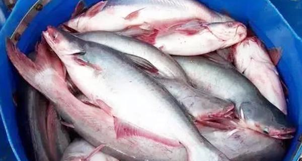 市场卖10块钱一斤的龙利鱼,鱼贩子自己都不吃,多数人还傻傻不知休闲区蓝鸢梦想 - Www.slyday.coM 市场卖10块钱一斤的龙利鱼,鱼贩子自己都不吃,多数人还傻傻不知休闲区蓝鸢梦想 - Www.slyday.coM