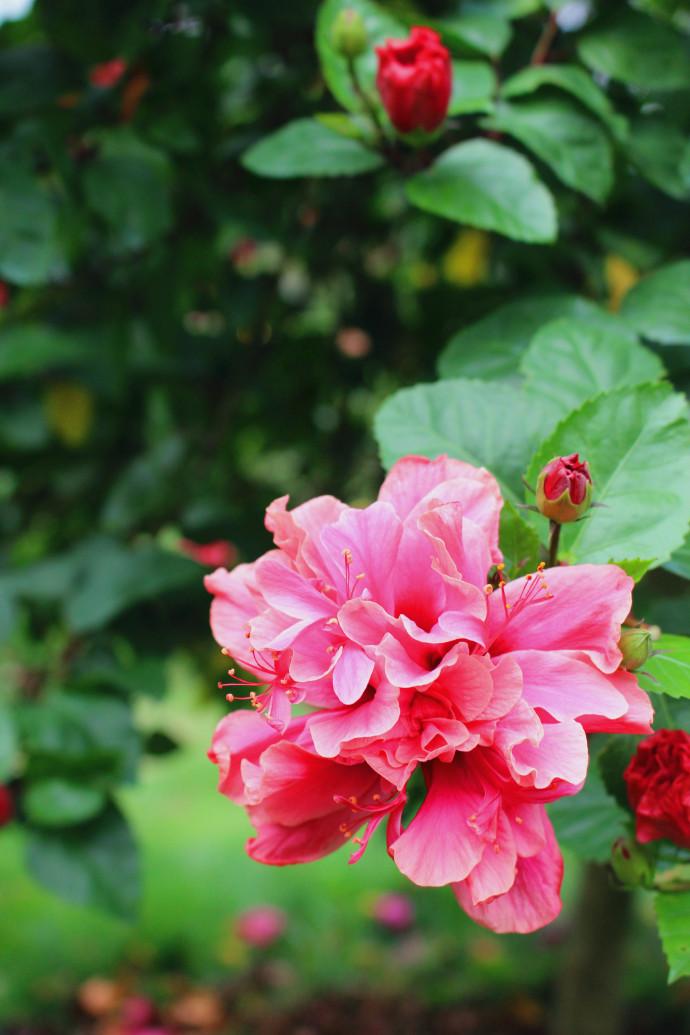 朱瑾的品种特点养护要注意哪些养好朱瑾看这里