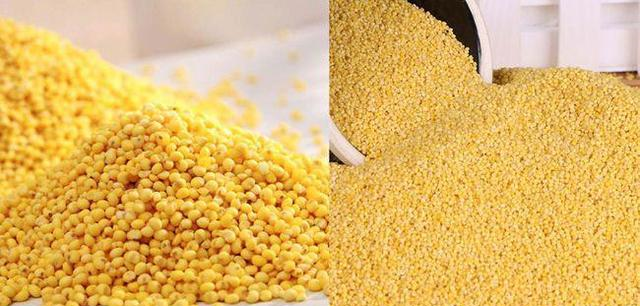 小米和黄米有什么区别差别不止一点学会可别再乱买了