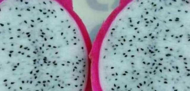 媳妇把牛奶倒火龙果里,我骂她是败家娘们,尝一口却说做的太少了休闲区蓝鸢梦想 - Www.slyday.coM 媳妇把牛奶倒火龙果里,我骂她是败家娘们,尝一口却说做的太少了休闲区蓝鸢梦想 - Www.slyday.coM