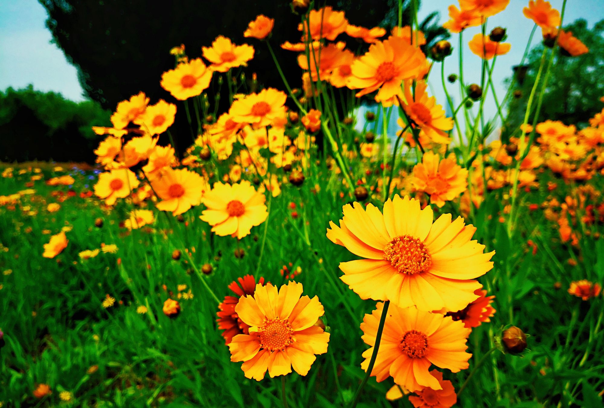 大自然里自然生长的小野花 质朴顽强清新