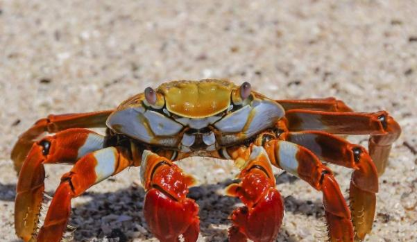 螃蟹公的好?还是母的好?海鲜老板透露:很多人挑错,吃的全是油休闲区蓝鸢梦想 - Www.slyday.coM 螃蟹公的好?还是母的好?海鲜老板透露:很多人挑错,吃的全是油休闲区蓝鸢梦想 - Www.slyday.coM