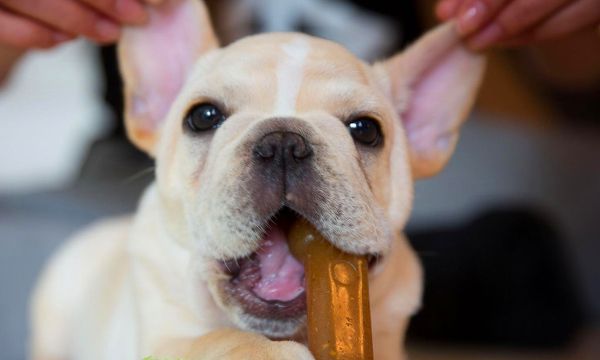 呆萌法斗犬高清壁纸 超可爱的小法斗