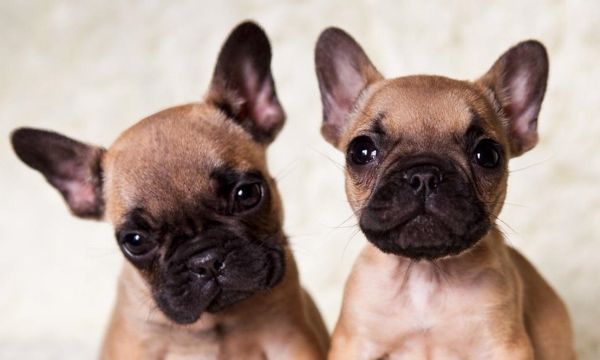 呆萌法斗犬高清壁纸 超可爱的小法斗