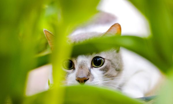 治愈系萌猫咪可爱壁纸,天然呆萌喵星人