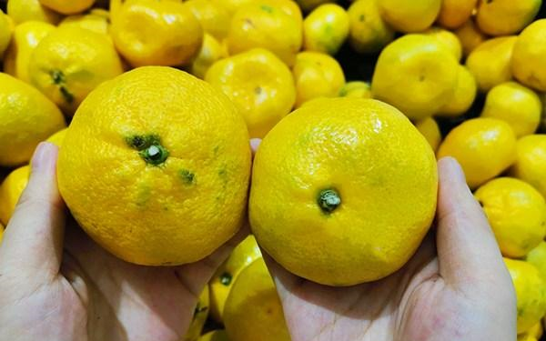 脐橙买公的还是母的(脐橙分不分公母)