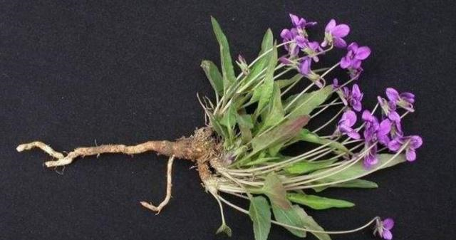 农村田地里这种野草,开出来的花是紫色的,你知道它的名字吗?休闲区蓝鸢梦想 - Www.slyday.coM 农村田地里这种野草,开出来的花是紫色的,你知道它的名字吗?休闲区蓝鸢梦想 - Www.slyday.coM