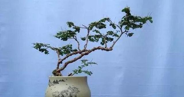 果实紫色大花假虎刺盆景则是以清秀典雅层次分明