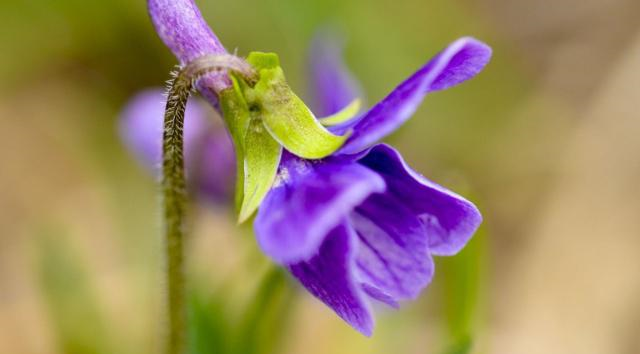 农村田地里这种野草,开出来的花是紫色的,你知道它的名字吗?休闲区蓝鸢梦想 - Www.slyday.coM 农村田地里这种野草,开出来的花是紫色的,你知道它的名字吗?休闲区蓝鸢梦想 - Www.slyday.coM