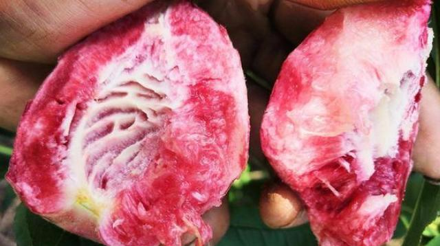 被人遗忘的古老水果，脆甜可口，儿时常吃，现在却很少有，太可惜休闲区蓝鸢梦想 - Www.slyday.coM