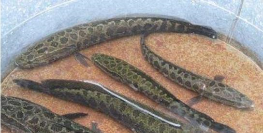 中国最好吃的4种鱼,味鲜肉嫩,有的可能你连名字都叫不出来休闲区蓝鸢梦想 - Www.slyday.coM 中国最好吃的4种鱼,味鲜肉嫩,有的可能你连名字都叫不出来休闲区蓝鸢梦想 - Www.slyday.coM