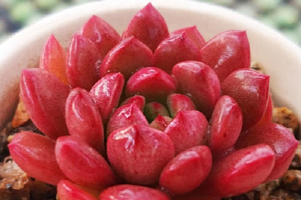 多肉红宝石,颜值超高的,怎么起来很简单,注意几点就好